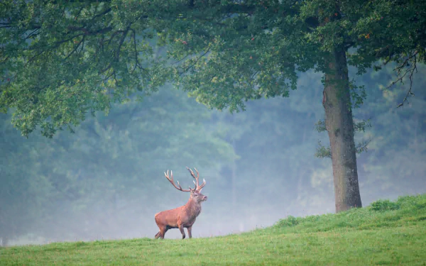 Animal red deer HD Desktop Wallpaper | Background Image