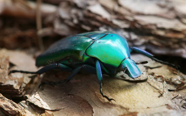 Animal rose chafer HD Desktop Wallpaper | Background Image