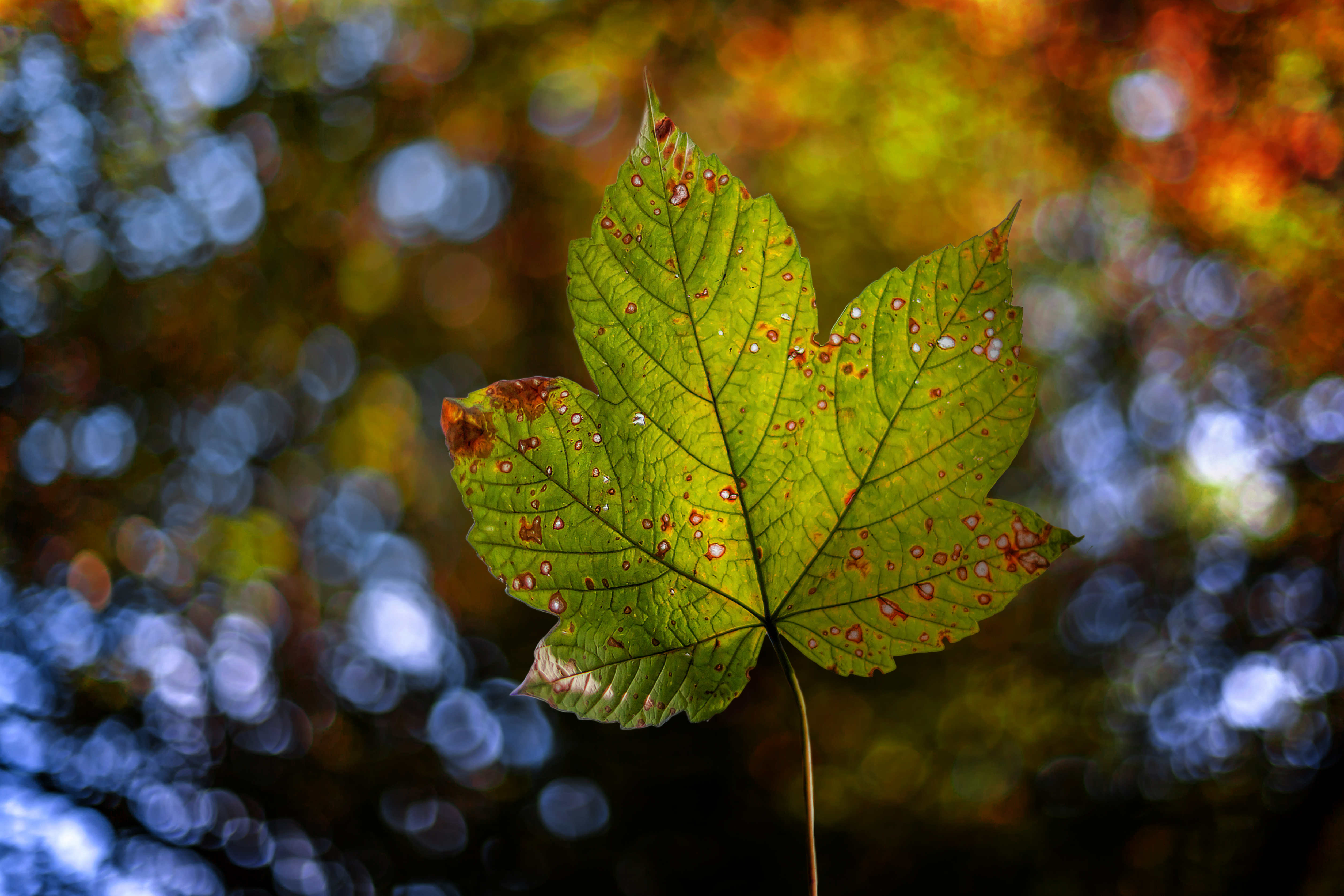 Leaf 4k Ultra HD Wallpaper | Background Image | 5022x3348 | ID:707738