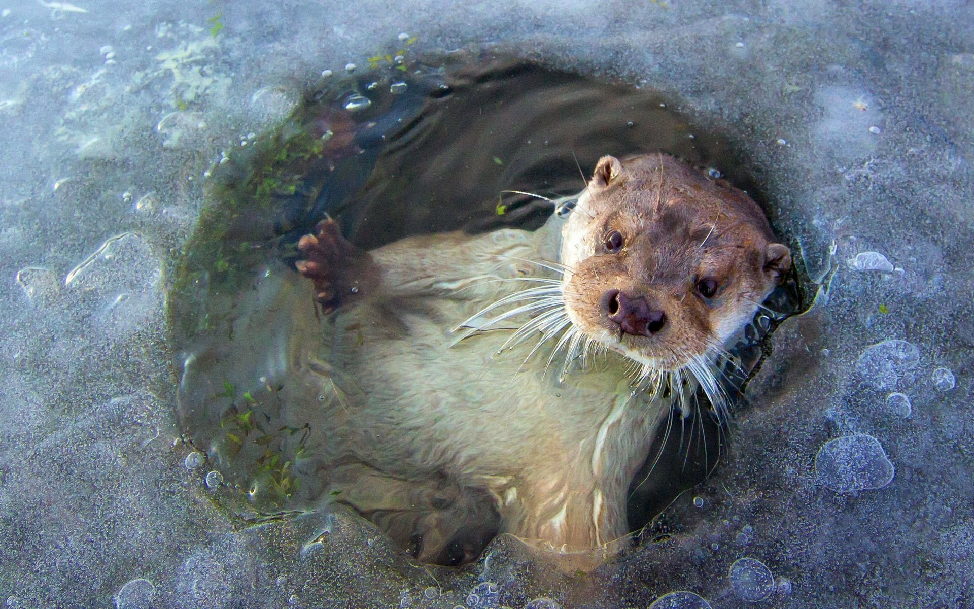 Download Animal Otter HD Wallpaper