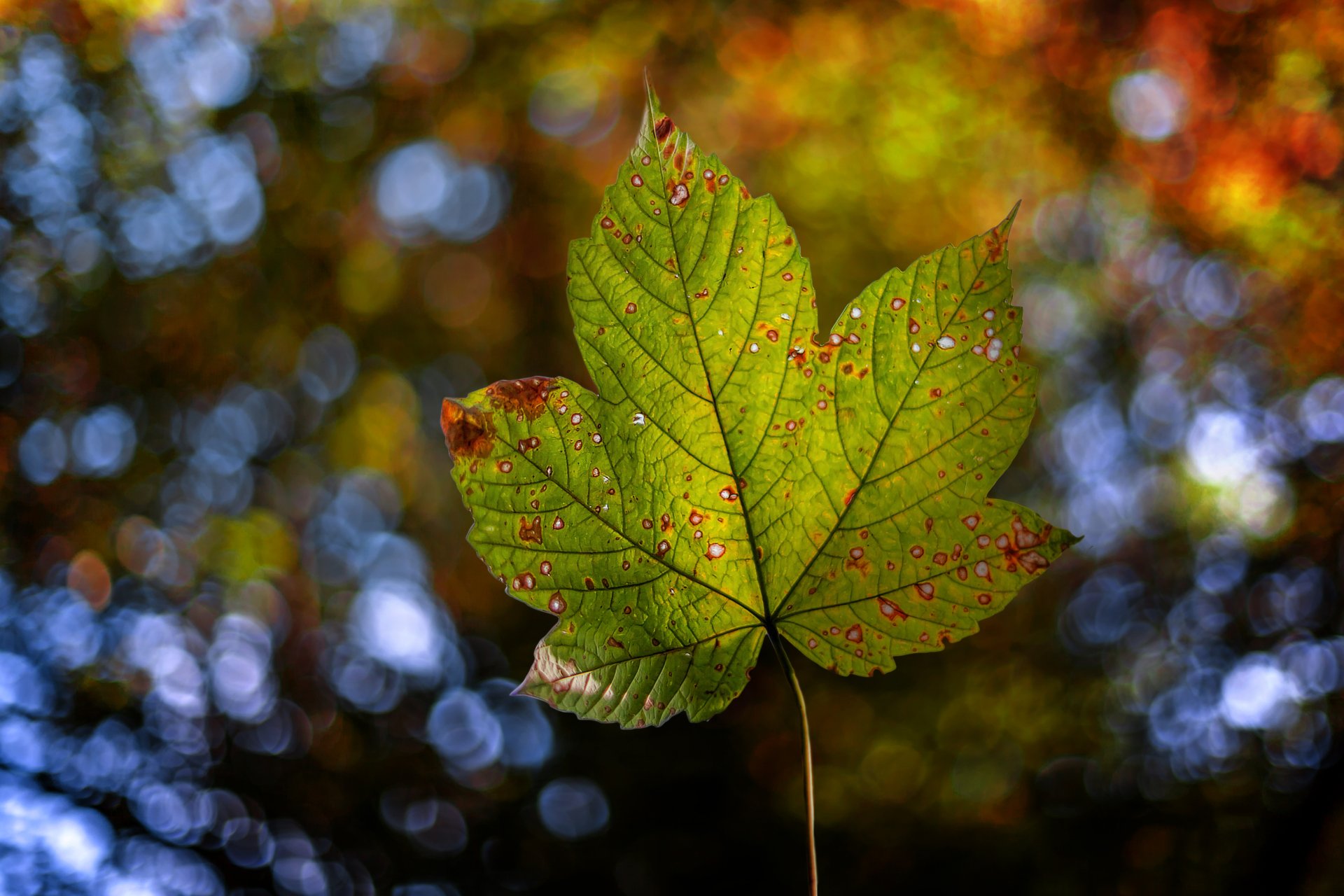 Nature Leaf 4k Ultra HD Wallpaper by Chris Frank