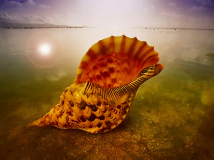 beach conch nature shell HD Desktop Wallpaper | Background Image