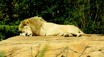  Lion resting in the sun by schuger