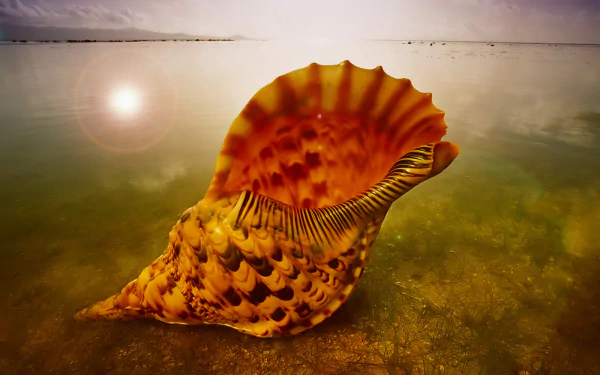 beach conch nature shell HD Desktop Wallpaper | Background Image