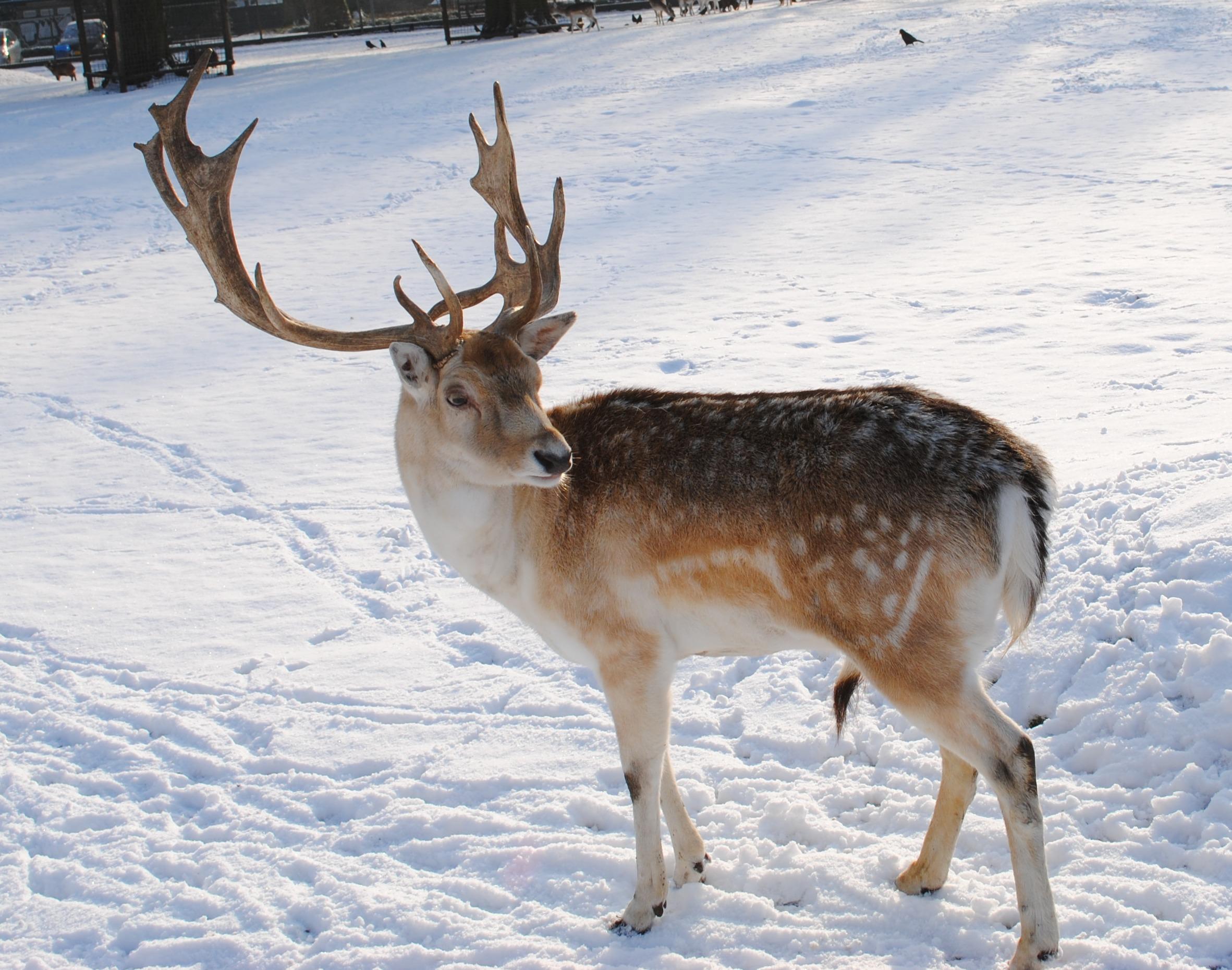 Reindeer Animal