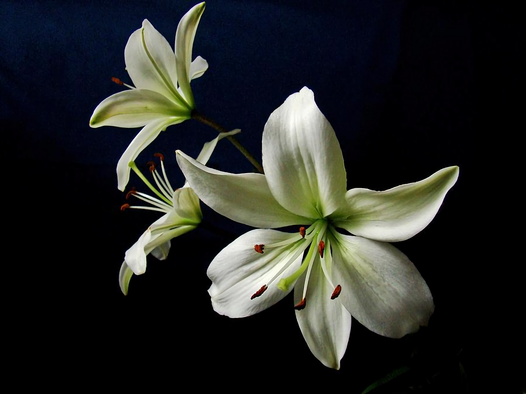 white lilies wallpaper