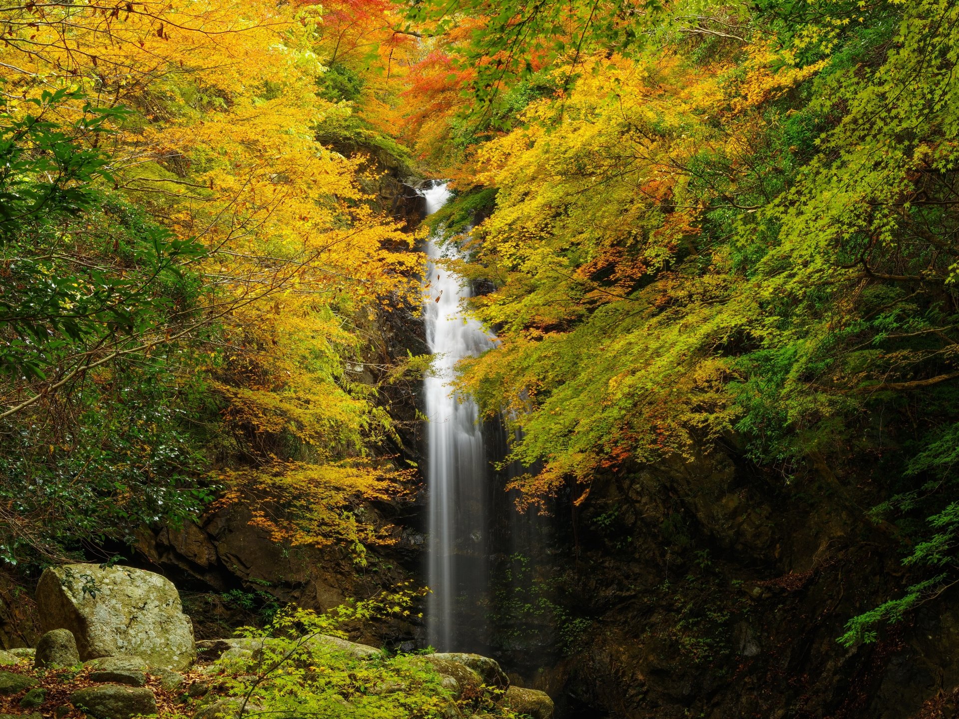 Download Forest Fall Nature Waterfall 4k Ultra HD Wallpaper | 6500x4875 ...