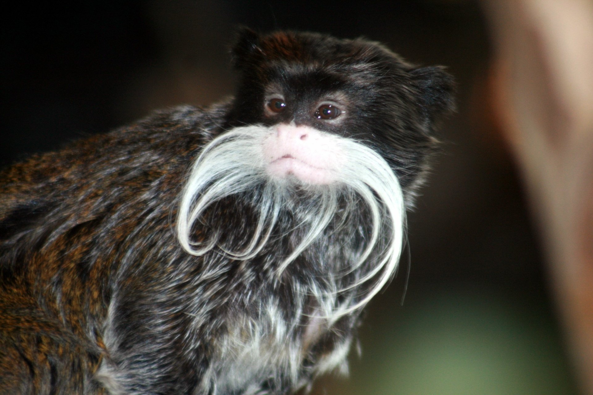 Download Animal Tamarin 4k Ultra HD Wallpaper