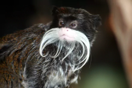  Emperor Tamarin
