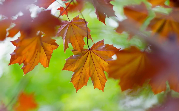 macro fall maple leaf nature leaf HD Desktop Wallpaper | Background Image