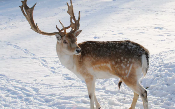 A majestic reindeer stands gracefully on a snowy landscape, showcasing its impressive antlers. This high-definition image serves as a stunning desktop wallpaper and background.