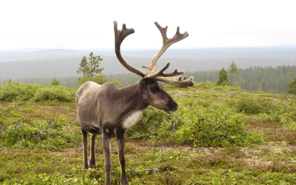 The reindeer of Finland