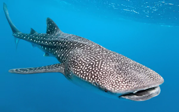 A stunning HD desktop wallpaper featuring a whale shark gliding gracefully underwater, surrounded by serene blue water, highlighting the beauty of marine life.