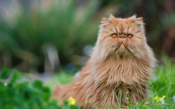 cat Animal persian cat HD Desktop Wallpaper | Background Image