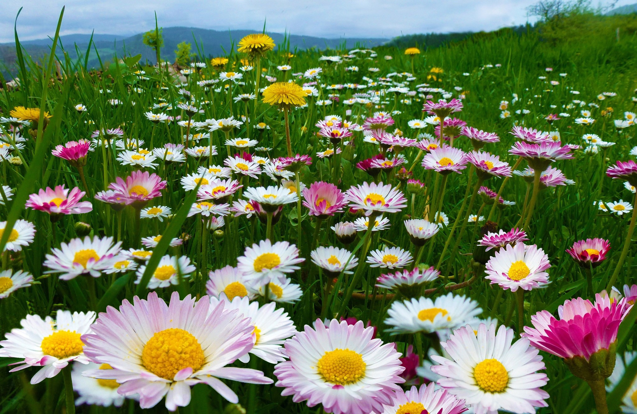 Field Of Daisies Hd Wallpaper Background Image 2048x1334 Id