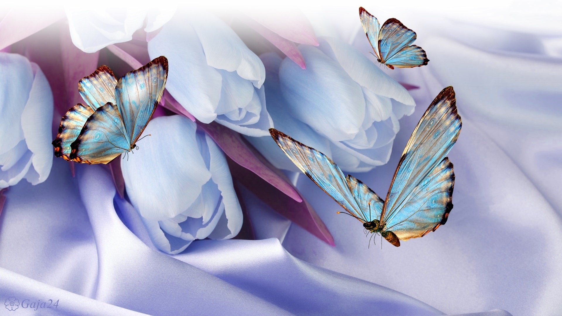 Tulips and Butterflies HD Wallpaper | Hintergrund | 1920x1080 | ID