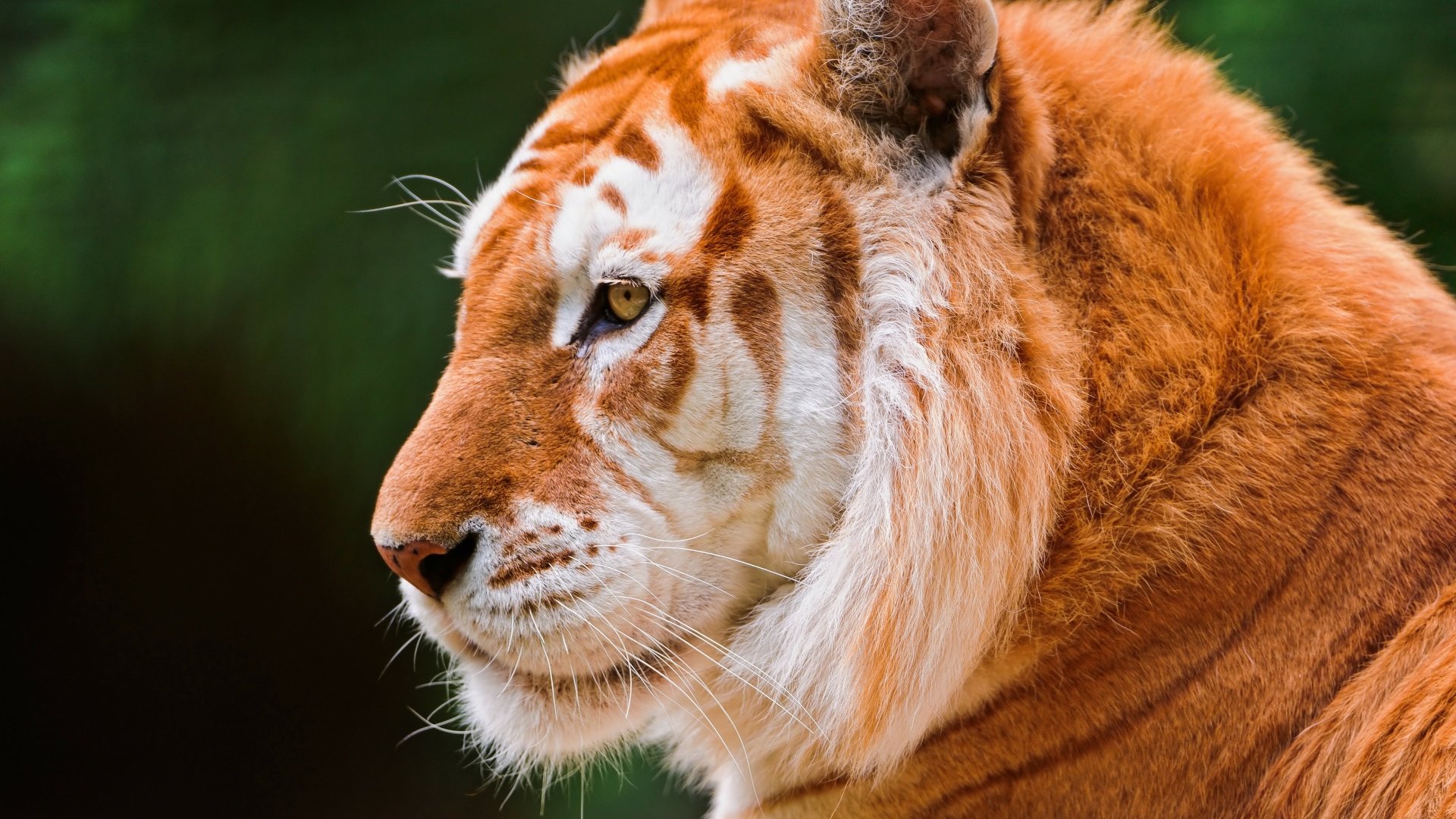 Close-up of a majestic tiger in vibrant detail, captured in stunning 4K Ultra HD for a striking PC desktop wallpaper and background.