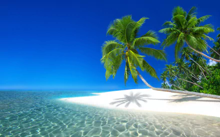 A serene tropical scene featuring palm trees on a sandy beach, with crystal-clear sea waters and a bright blue sky, representing the natural beauty of the Seychelles.