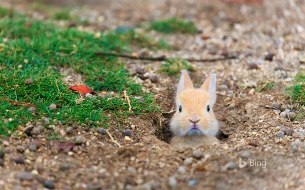 A curious rabbit peeks from a burrow, surrounded by earthy textures and vibrant green grass. This HD image captures the charming gaze of this small animal.