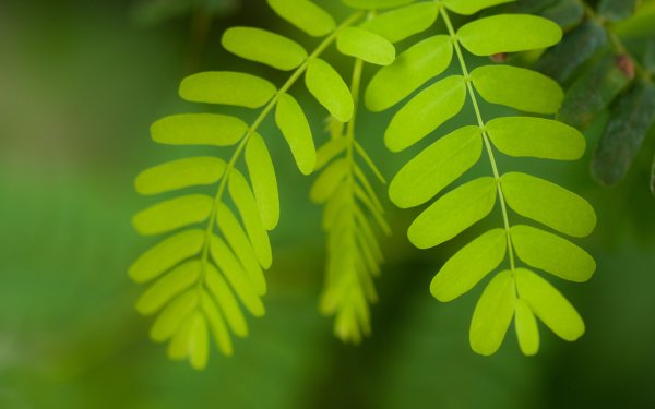 Nature Close Up Close-Up Leaf Plant HD Wallpaper | Background Image