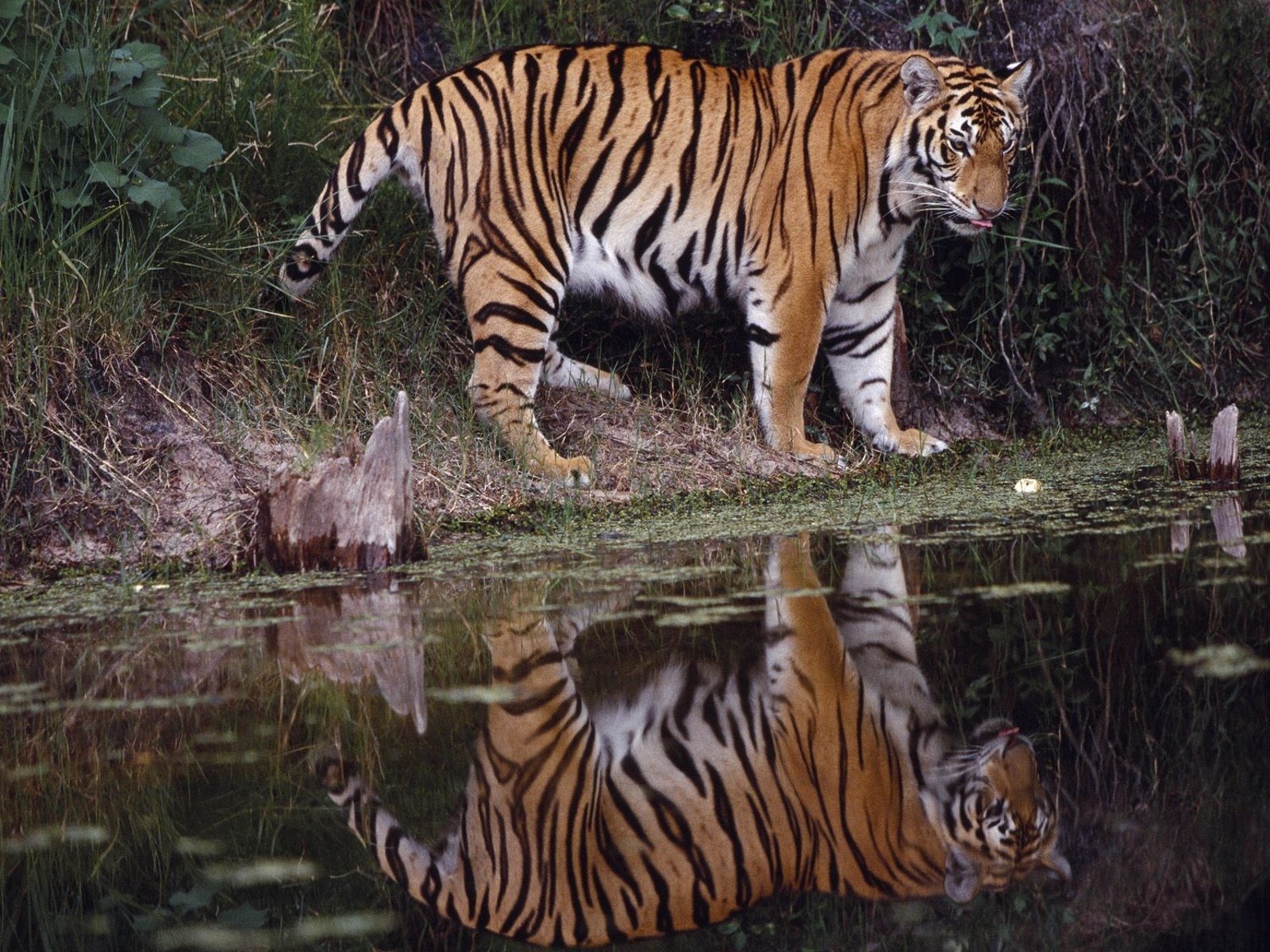 Bengal tiger's reflection in water