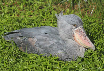 Animal Shoebill HD Desktop Wallpaper | Background Image