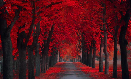 A man-made road lined with vibrant red fall trees, creating a striking canopy and vivid autumn scene in HD quality.