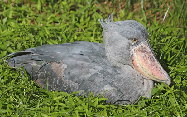 Animal Shoebill HD Desktop Wallpaper | Background Image