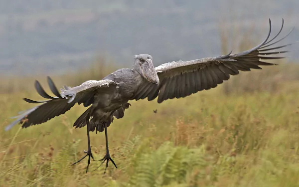 Animal Shoebill HD Desktop Wallpaper | Background Image