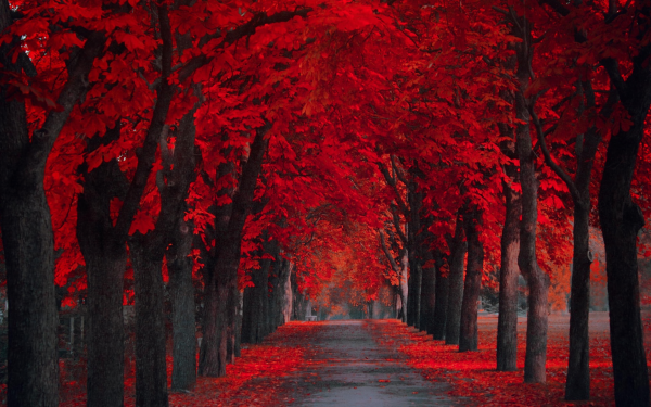 Man Made Road Tree-Lined Fall Red HD Wallpaper | Background Image