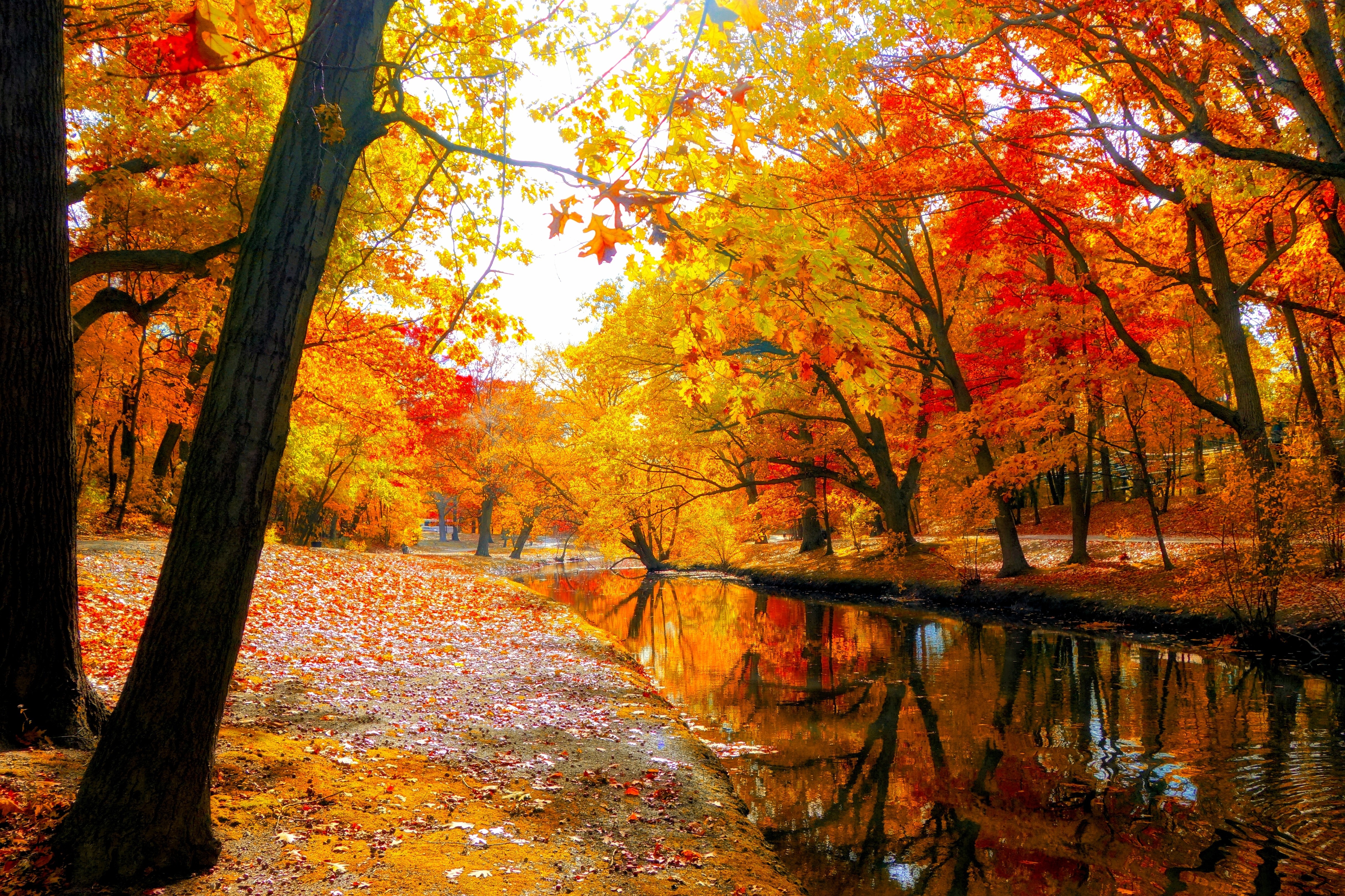 River in Autumn Park 4k Ultra HD Wallpaper | Background ...