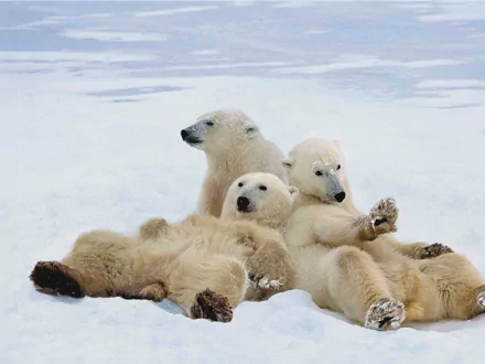  Polar Bears