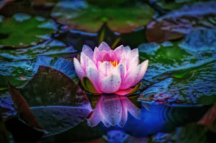 Close-up of a pink water lily with dew on its petals, reflecting on the water surrounded by green leaves, captured in vivid 4K Ultra HD detail.
