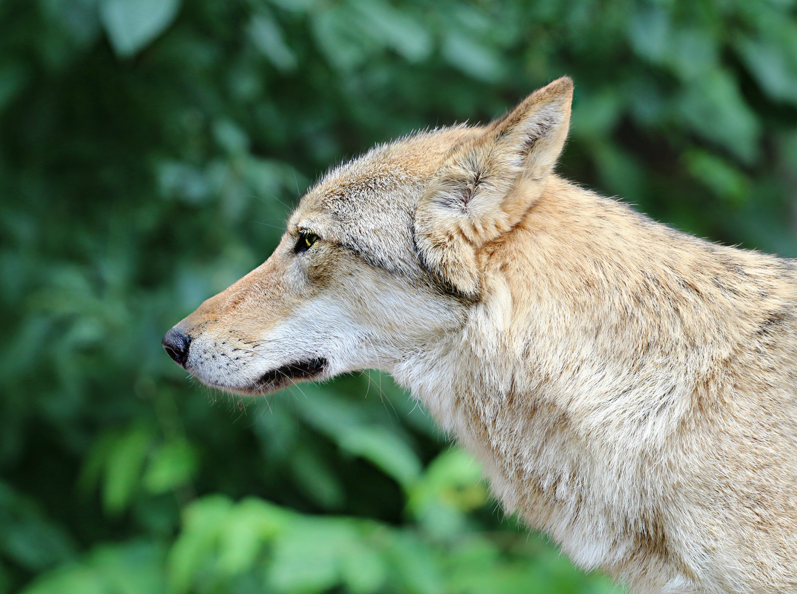 Canis Lupus, gray wolf or grey wolf by klimkin
