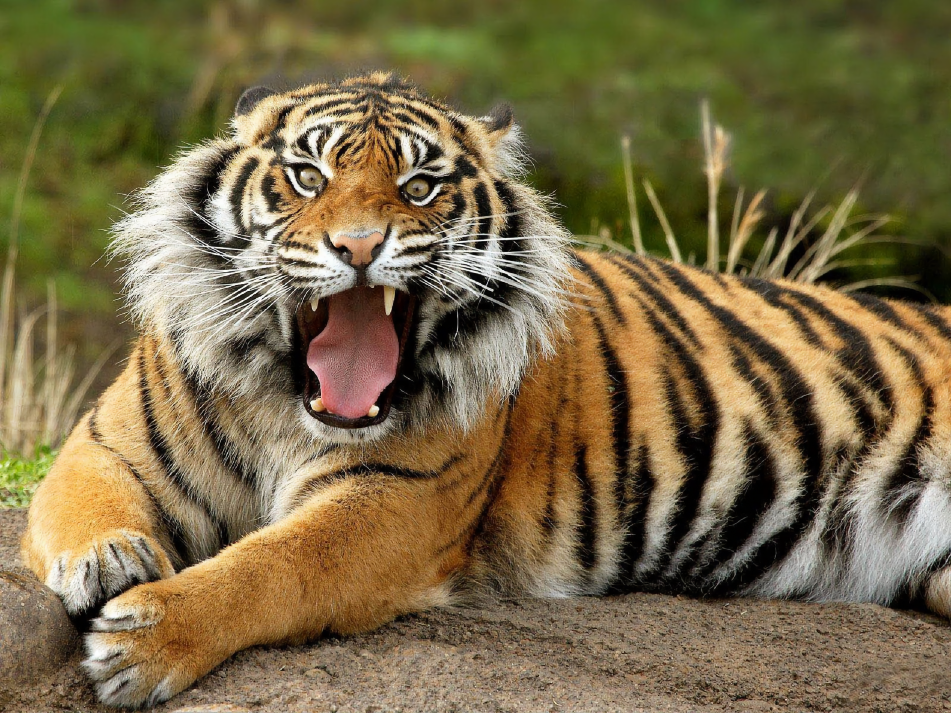 Tigr. Тайгер тигр. Амурский тигр и индийский тигр. Лазанские тигры. Амурский тигр рычит.