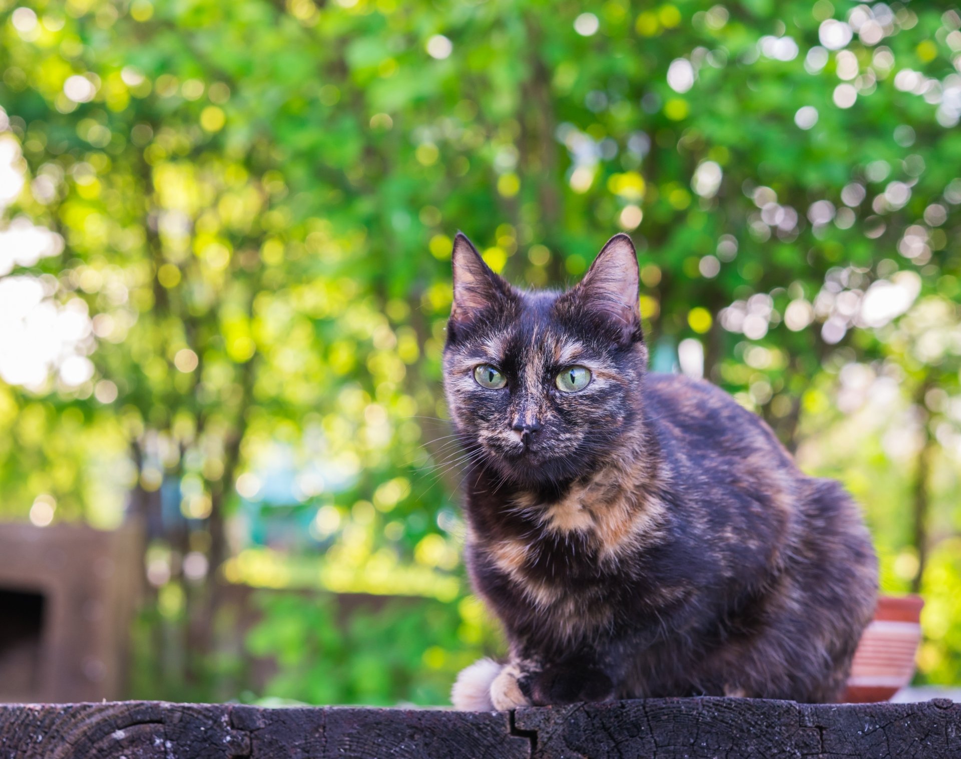 Download Green Bokeh Animal Cat 4k Ultra HD Wallpaper by AllAnd