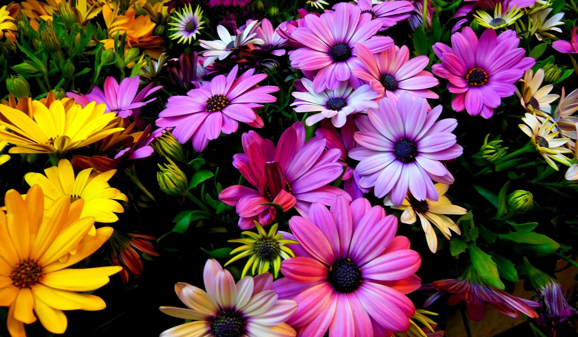 Colorful Daisies 4k Ultra HD Wallpaper | Background Image | 4604x2691