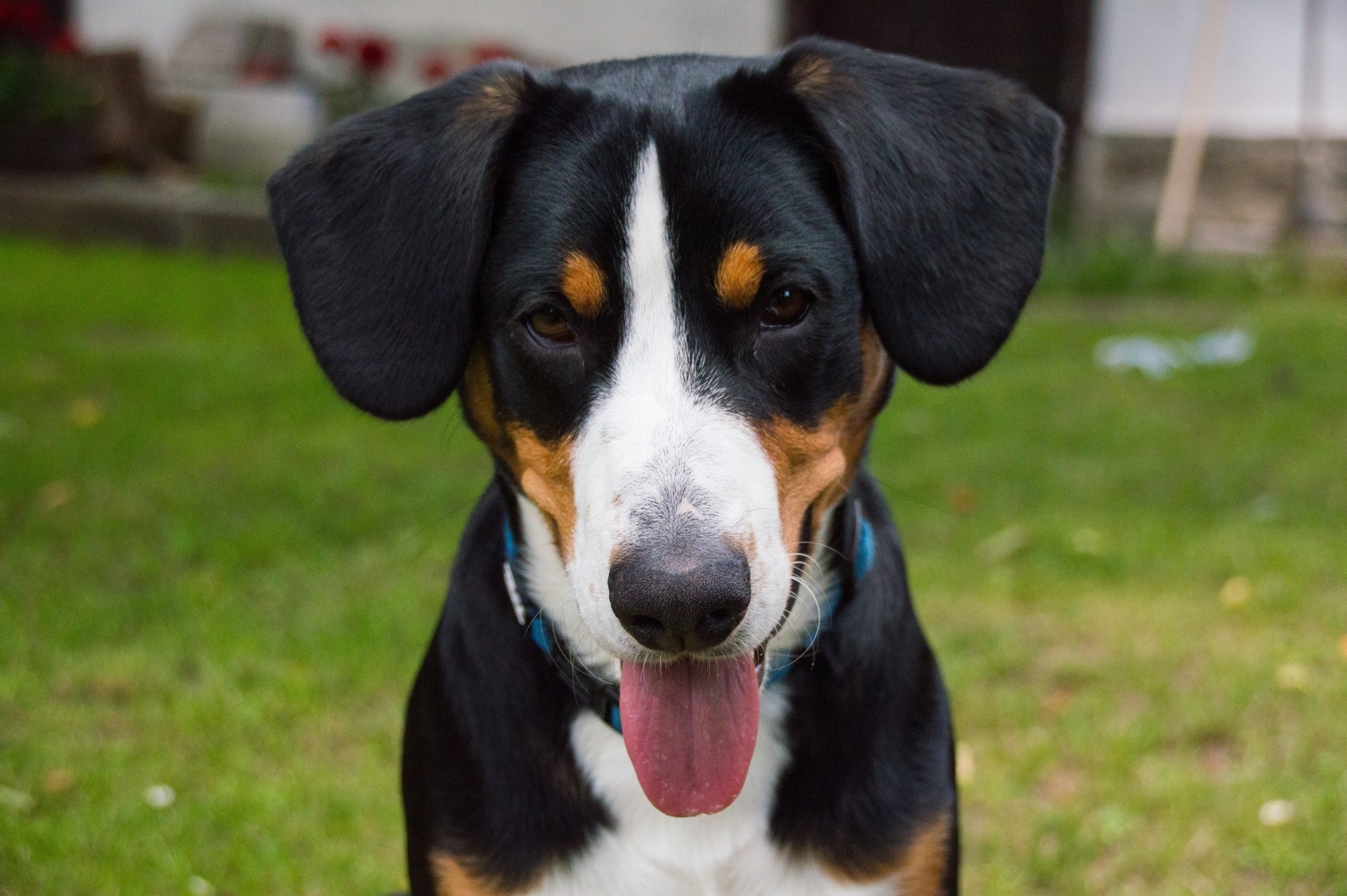 Download Puppy Bernese Mountain Dog Dog Animal Sennenhund 4k Ultra HD ...