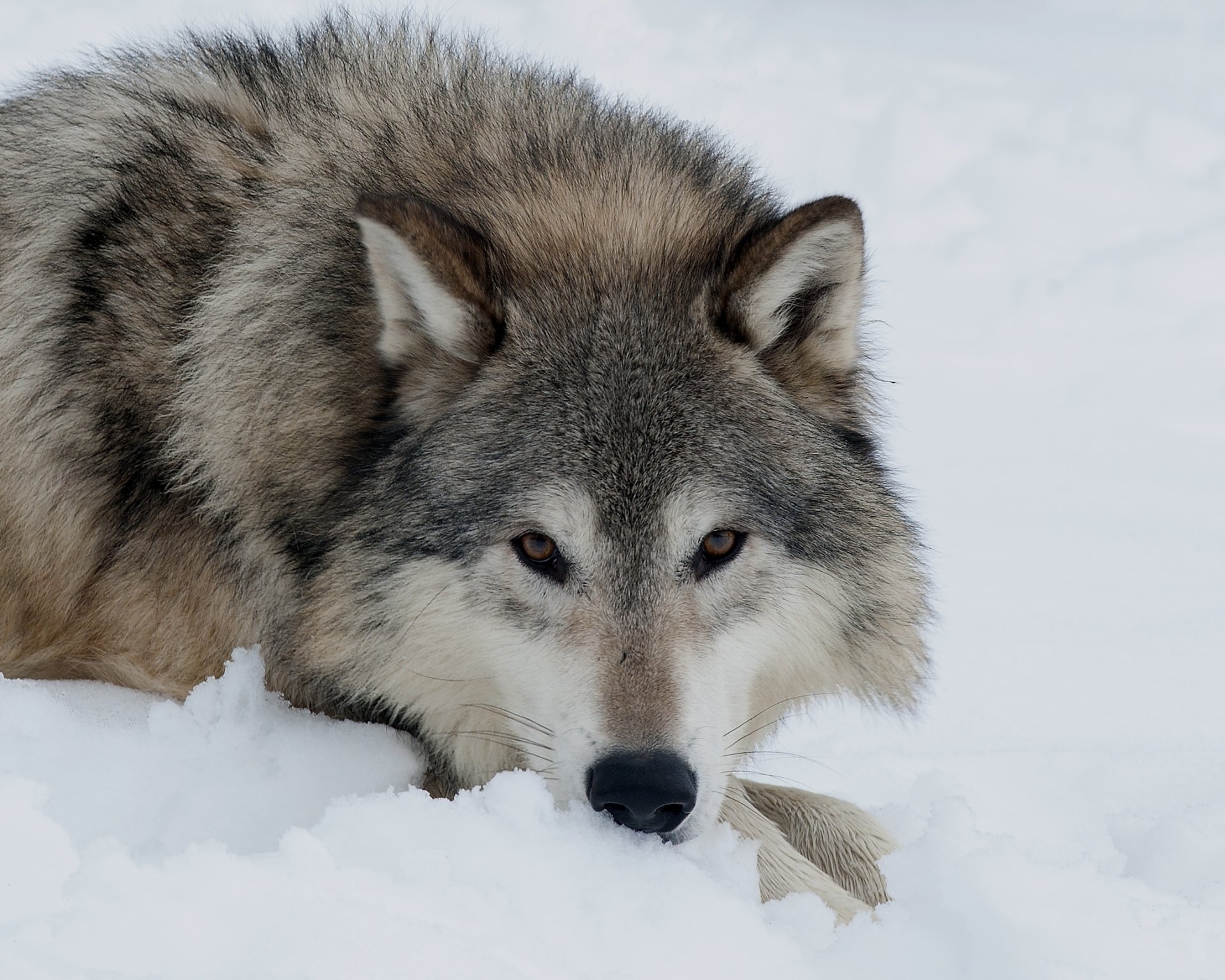 Wolf in the Winter Snow HD Wallpaper | Background Image | 2155x1724