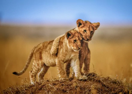 Two playful lion cubs embrace on a grassy mound, set against a soft blue sky. This HD wallpaper captures the charm and innocence of baby animals in their natural habitat.