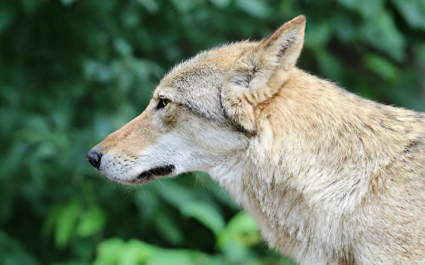 muzzle close-up Animal gray wolf HD Desktop Wallpaper | Background Image