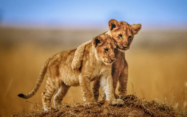 Two playful lion cubs embrace on a grassy mound, set against a soft blue sky. This HD wallpaper captures the charm and innocence of baby animals in their natural habitat.