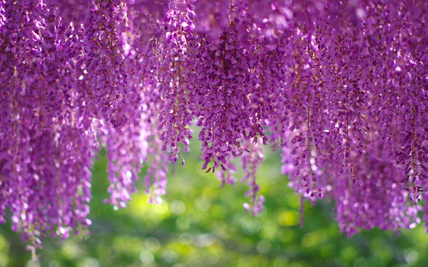 A vibrant display of pink and purple wisteria flowers blossoms, set against a soft bokeh background, capturing the essence of spring's natural beauty.