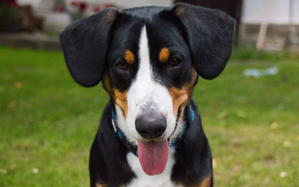 puppy bernese mountain dog dog Animal sennenhund HD Desktop Wallpaper | Background Image