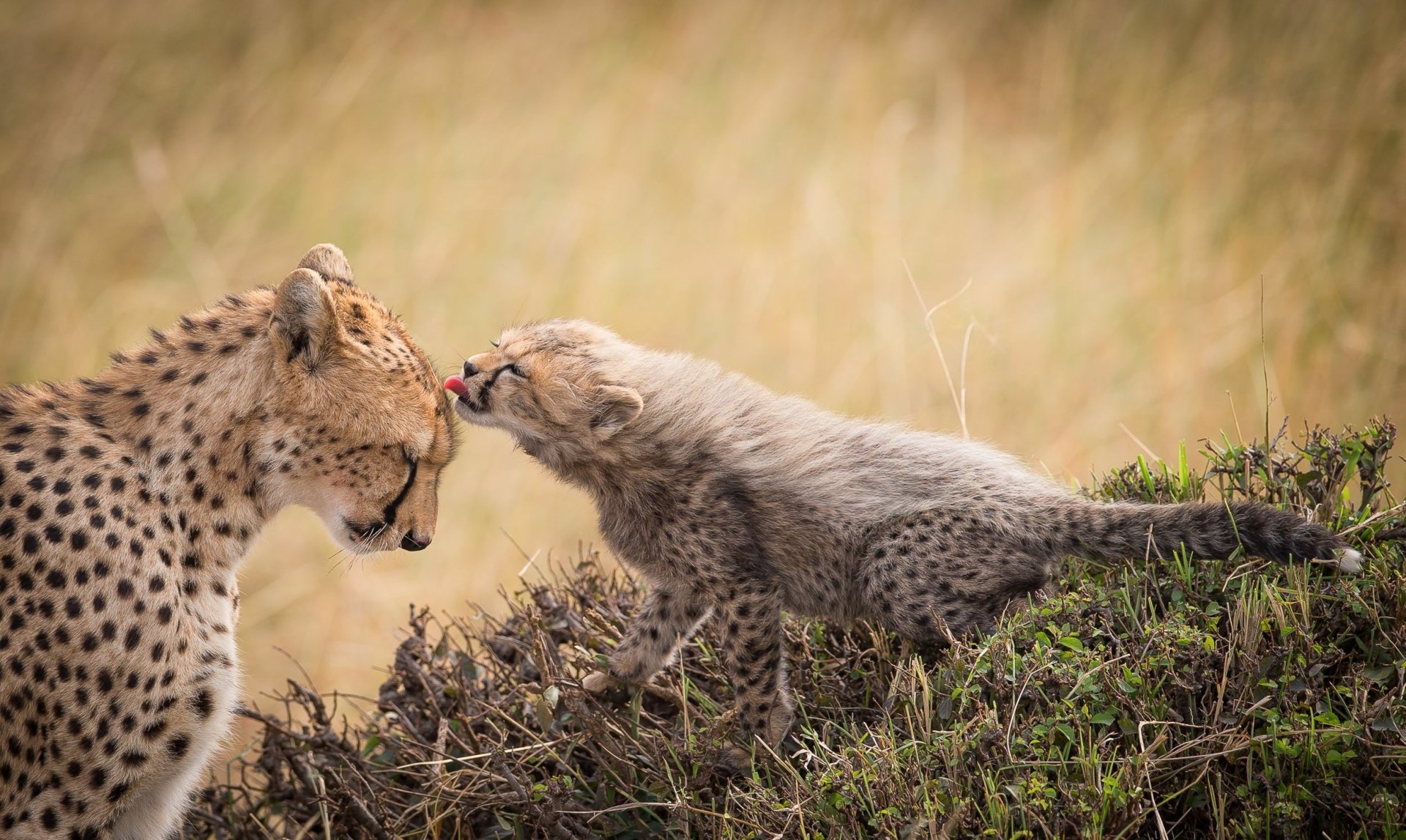 cheetah with baby HD Wallpaper | Background Image | 2500x1493 | ID:714690 - Wallpaper Abyss  cheetah with baby HD Wallpaper... 