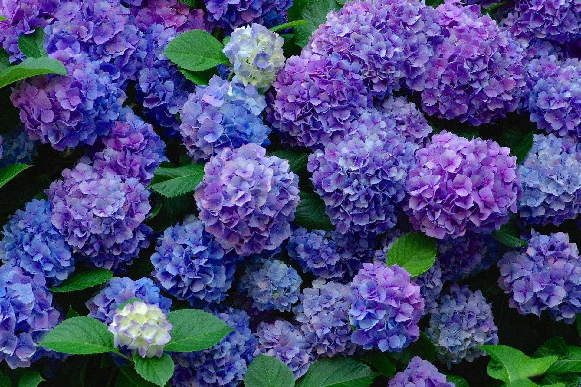 Download Purple Flower Blue Flower Flower Nature Hydrangea HD Wallpaper