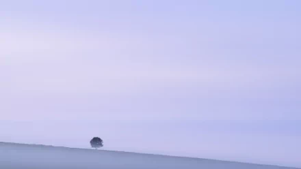 minimalist lonely tree nature tree HD Desktop Wallpaper | Background Image