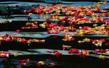 petal nature water HD Desktop Wallpaper | Background Image