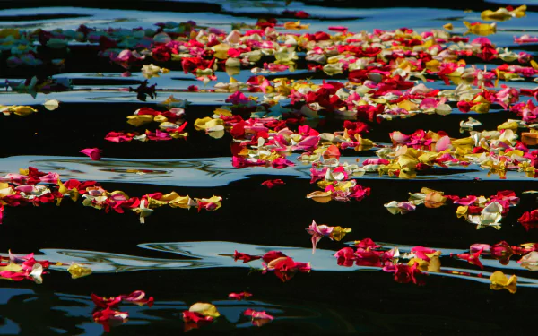 petal nature water HD Desktop Wallpaper | Background Image