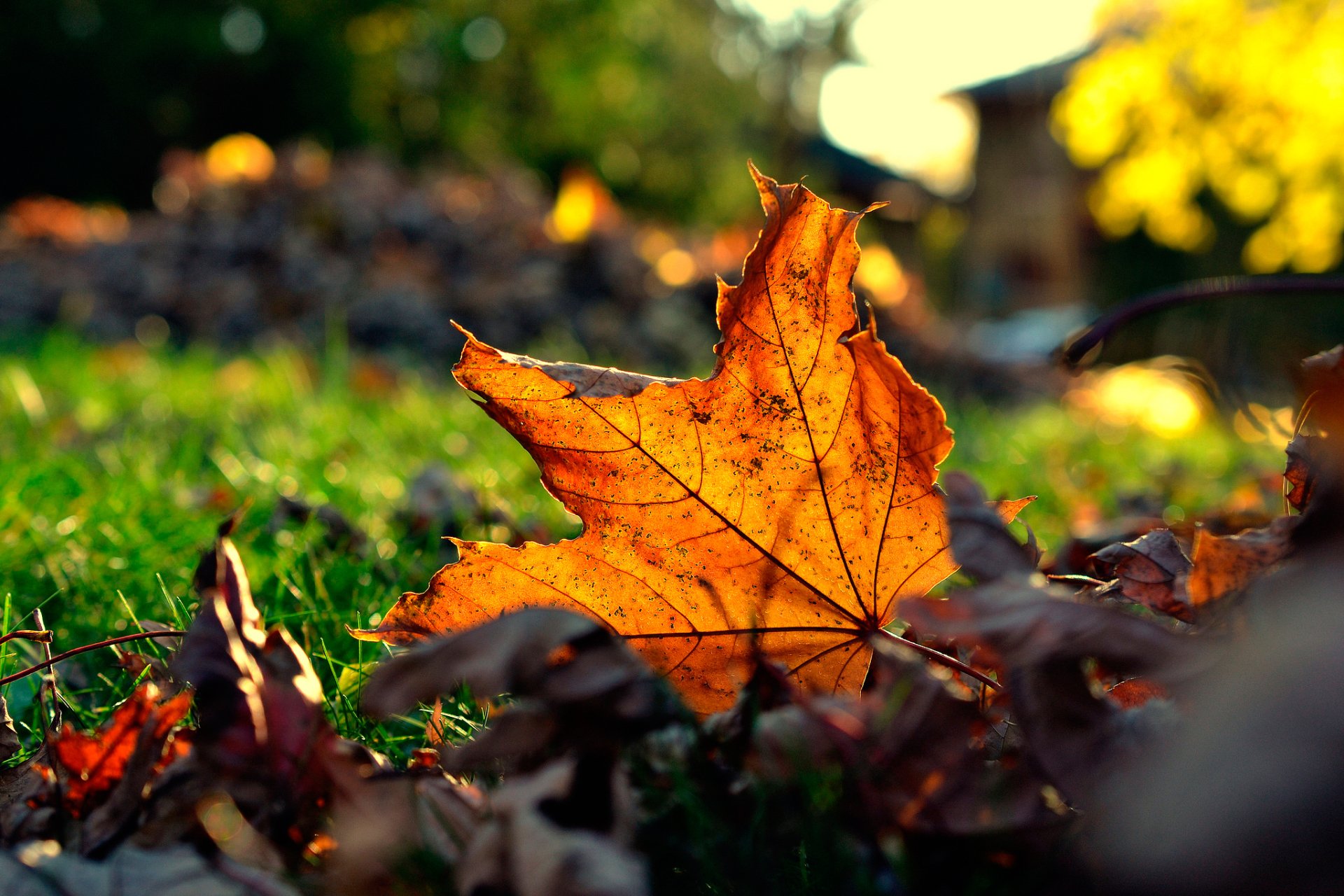 Download Nature Grass Fall Leaf HD Wallpaper